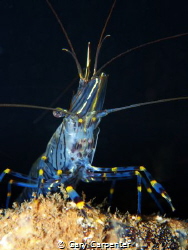 Common prawn (Palaemon serratus) - Picture taken in Kenma... by Gary Carpenter 
